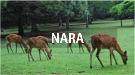 Private Tours in NARA