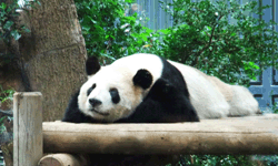Panda in Ueno Zoo
