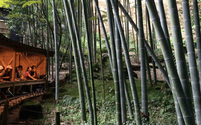 Hokokuji Temple(bamboo grove)