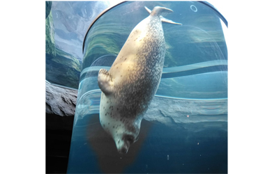 Asahiyama Zoo\\\'s Seal Museum
