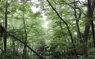 Trees of Mt. Takao along Trail 1