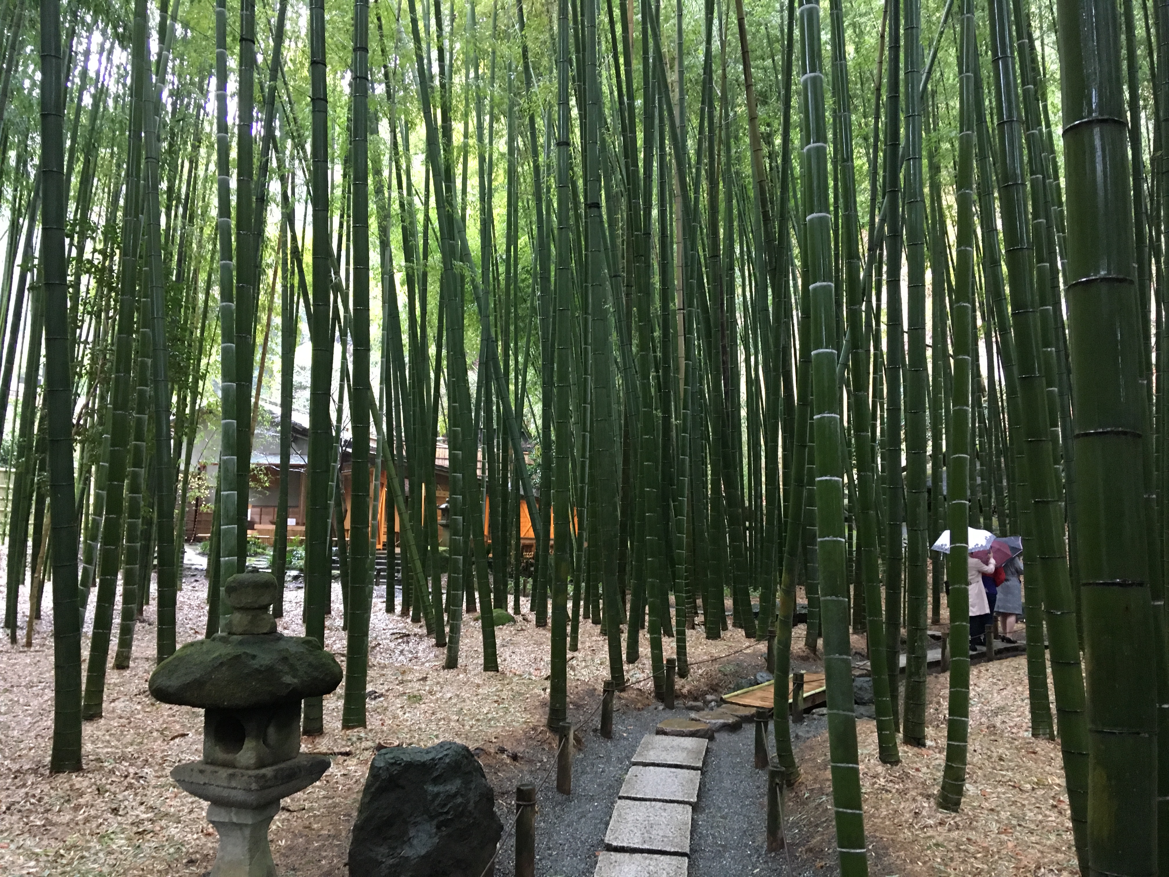 Bamboo Forest in Hokoku-ji Temple