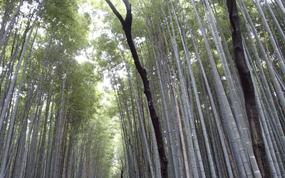Bamboo Grove2